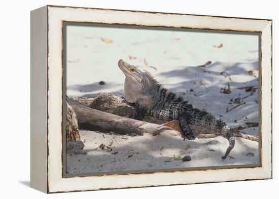 Iguana-DLILLC-Framed Premier Image Canvas