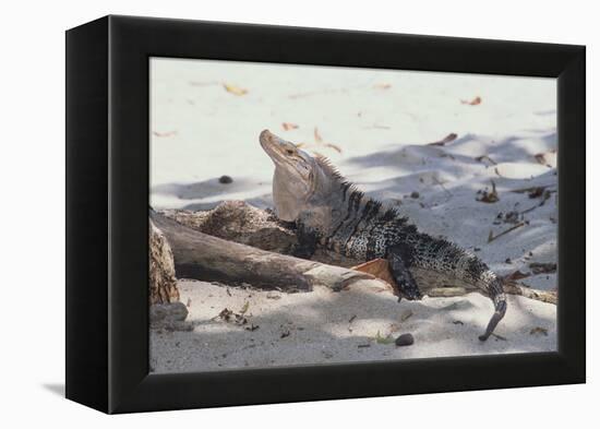 Iguana-DLILLC-Framed Premier Image Canvas