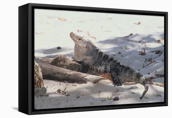 Iguana-DLILLC-Framed Premier Image Canvas