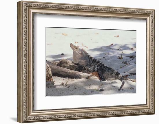 Iguana-DLILLC-Framed Photographic Print