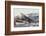 Iguana-DLILLC-Framed Photographic Print