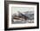 Iguana-DLILLC-Framed Photographic Print