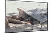 Iguana-DLILLC-Mounted Photographic Print