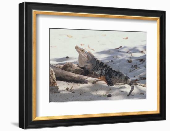 Iguana-DLILLC-Framed Photographic Print