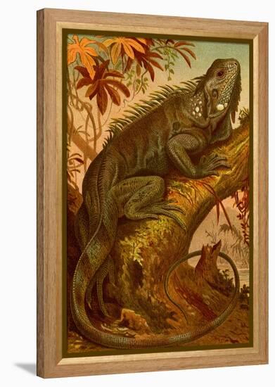 Iguana-F.W. Kuhnert-Framed Stretched Canvas