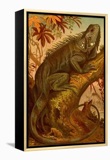 Iguana-F.W. Kuhnert-Framed Stretched Canvas