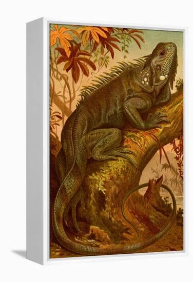 Iguana-F.W. Kuhnert-Framed Stretched Canvas