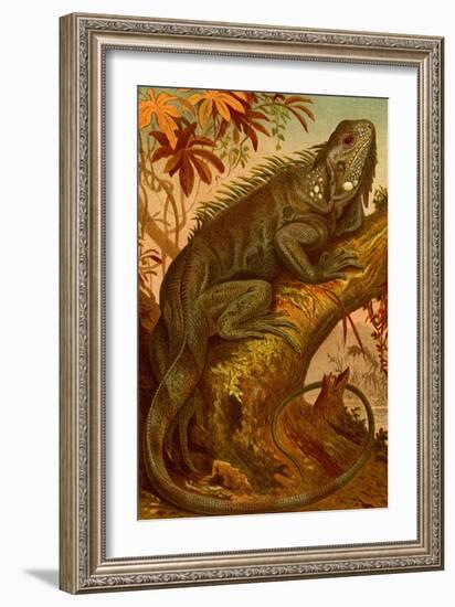 Iguana-F.W. Kuhnert-Framed Art Print