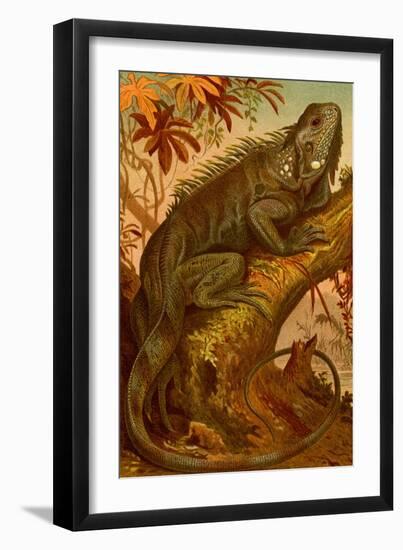 Iguana-F.W. Kuhnert-Framed Art Print