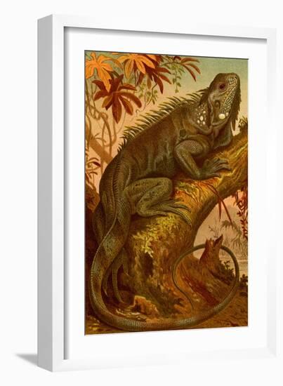 Iguana-F.W. Kuhnert-Framed Art Print