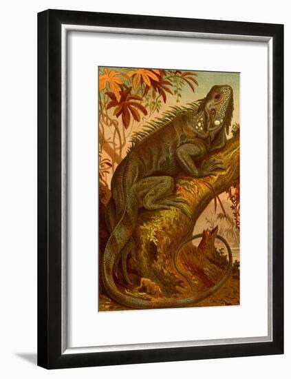 Iguana-F.W. Kuhnert-Framed Art Print