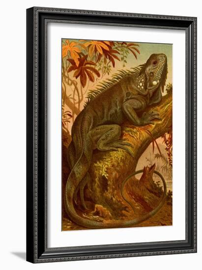 Iguana-F.W. Kuhnert-Framed Art Print