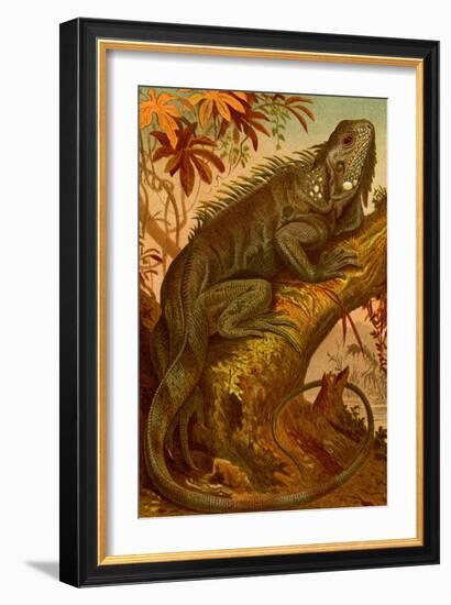 Iguana-F.W. Kuhnert-Framed Art Print