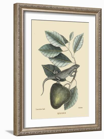 Iguana-Mark Catesby-Framed Art Print