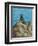 Iguana-Robert Wavra-Framed Premium Giclee Print