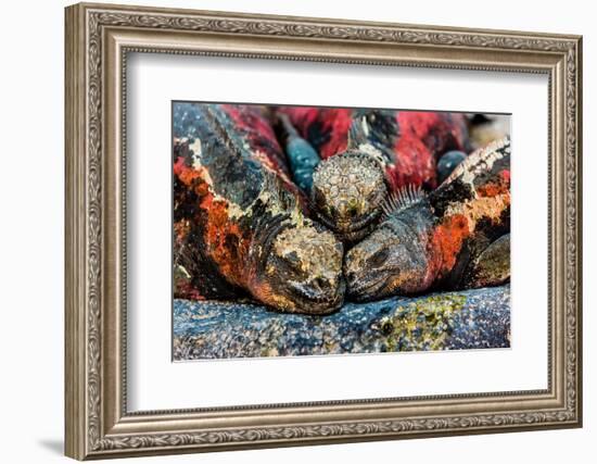 Iguanas, Espanola Island, Galapagos Islands, Ecuador, South America-Laura Grier-Framed Photographic Print