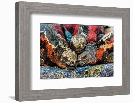 Iguanas, Espanola Island, Galapagos Islands, Ecuador, South America-Laura Grier-Framed Photographic Print