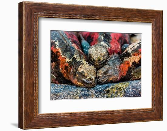 Iguanas, Espanola Island, Galapagos Islands, Ecuador, South America-Laura Grier-Framed Photographic Print