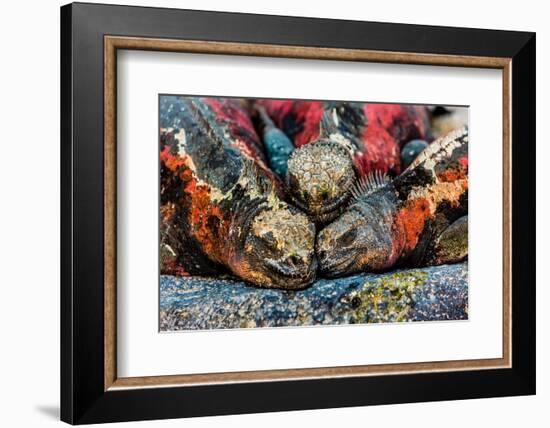 Iguanas, Espanola Island, Galapagos Islands, Ecuador, South America-Laura Grier-Framed Photographic Print