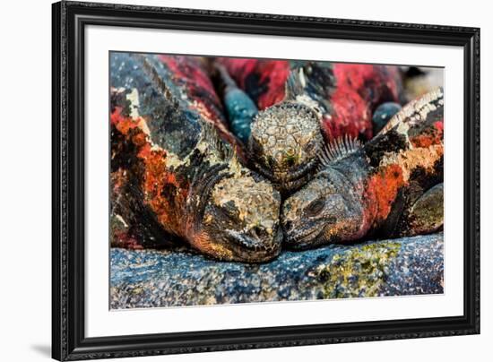 Iguanas, Espanola Island, Galapagos Islands, Ecuador, South America-Laura Grier-Framed Photographic Print