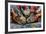 Iguanas, Espanola Island, Galapagos Islands, Ecuador, South America-Laura Grier-Framed Photographic Print