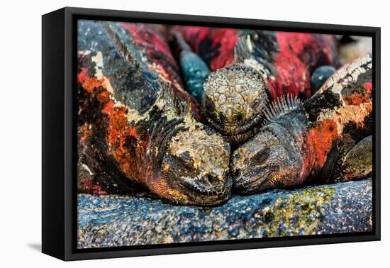 Iguanas, Espanola Island, Galapagos Islands, Ecuador, South America-Laura Grier-Framed Premier Image Canvas