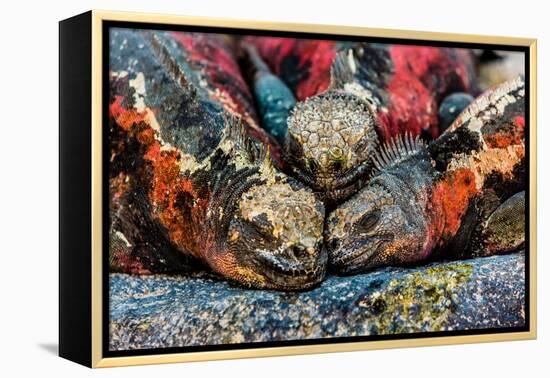 Iguanas, Espanola Island, Galapagos Islands, Ecuador, South America-Laura Grier-Framed Premier Image Canvas