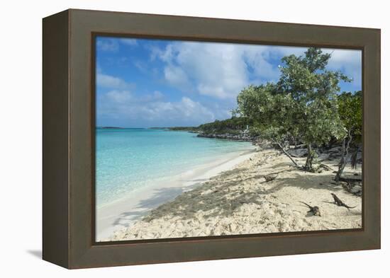 Iguanas on a White Sand Beach, Exumas, Bahamas, West Indies, Caribbean, Central America-Michael Runkel-Framed Premier Image Canvas