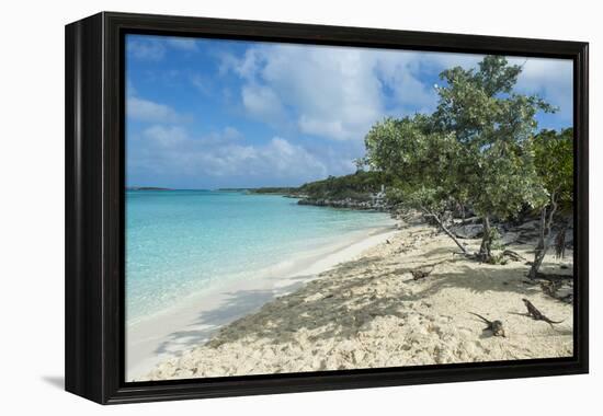 Iguanas on a White Sand Beach, Exumas, Bahamas, West Indies, Caribbean, Central America-Michael Runkel-Framed Premier Image Canvas