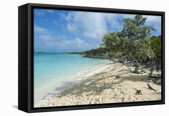 Iguanas on a White Sand Beach, Exumas, Bahamas, West Indies, Caribbean, Central America-Michael Runkel-Framed Premier Image Canvas