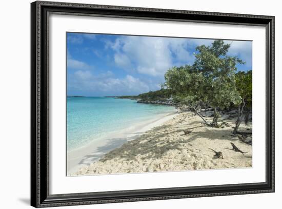 Iguanas on a White Sand Beach, Exumas, Bahamas, West Indies, Caribbean, Central America-Michael Runkel-Framed Photographic Print