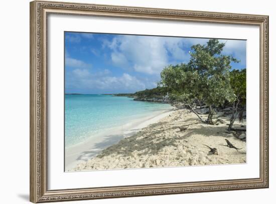 Iguanas on a White Sand Beach, Exumas, Bahamas, West Indies, Caribbean, Central America-Michael Runkel-Framed Photographic Print