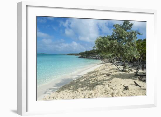 Iguanas on a White Sand Beach, Exumas, Bahamas, West Indies, Caribbean, Central America-Michael Runkel-Framed Photographic Print