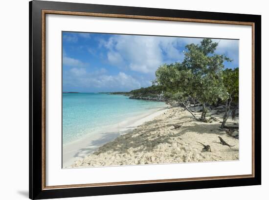 Iguanas on a White Sand Beach, Exumas, Bahamas, West Indies, Caribbean, Central America-Michael Runkel-Framed Photographic Print