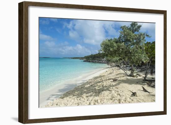 Iguanas on a White Sand Beach, Exumas, Bahamas, West Indies, Caribbean, Central America-Michael Runkel-Framed Photographic Print