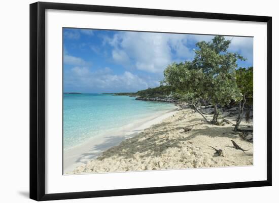 Iguanas on a White Sand Beach, Exumas, Bahamas, West Indies, Caribbean, Central America-Michael Runkel-Framed Photographic Print