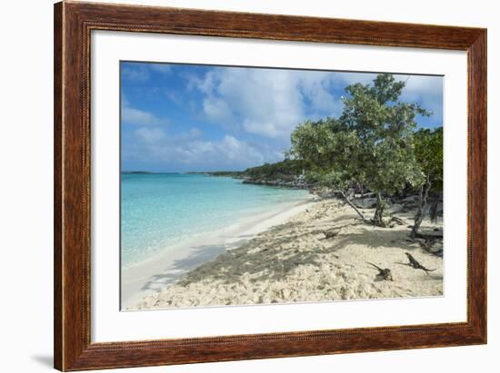 Iguanas on a White Sand Beach, Exumas, Bahamas, West Indies, Caribbean, Central America-Michael Runkel-Framed Photographic Print