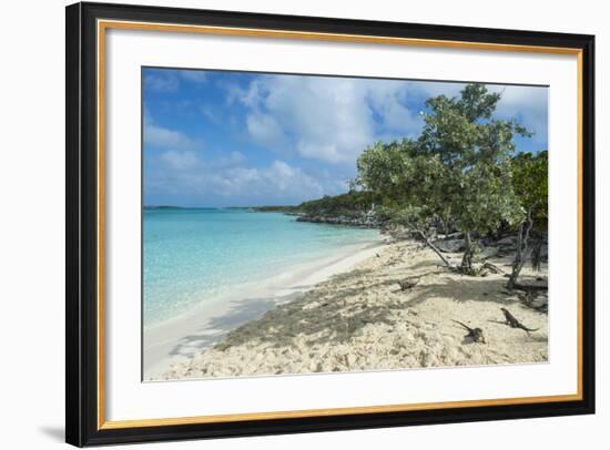Iguanas on a White Sand Beach, Exumas, Bahamas, West Indies, Caribbean, Central America-Michael Runkel-Framed Photographic Print