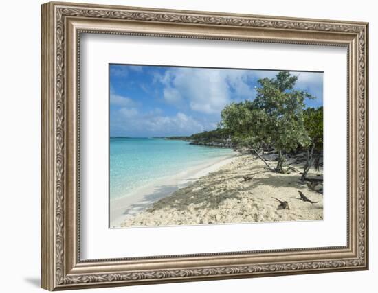 Iguanas on a White Sand Beach, Exumas, Bahamas, West Indies, Caribbean, Central America-Michael Runkel-Framed Photographic Print