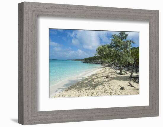 Iguanas on a White Sand Beach, Exumas, Bahamas, West Indies, Caribbean, Central America-Michael Runkel-Framed Photographic Print