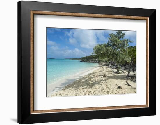 Iguanas on a White Sand Beach, Exumas, Bahamas, West Indies, Caribbean, Central America-Michael Runkel-Framed Photographic Print