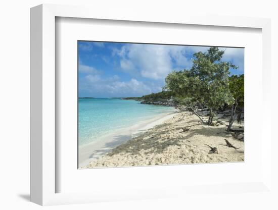 Iguanas on a White Sand Beach, Exumas, Bahamas, West Indies, Caribbean, Central America-Michael Runkel-Framed Photographic Print