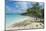 Iguanas on a White Sand Beach, Exumas, Bahamas, West Indies, Caribbean, Central America-Michael Runkel-Mounted Photographic Print