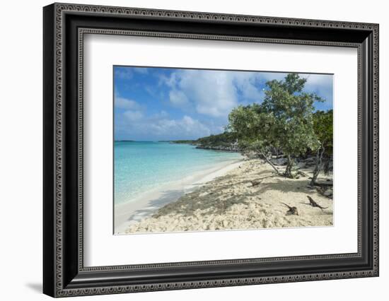 Iguanas on a White Sand Beach, Exumas, Bahamas, West Indies, Caribbean, Central America-Michael Runkel-Framed Photographic Print