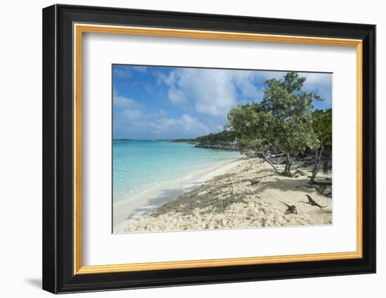 Iguanas on a White Sand Beach, Exumas, Bahamas, West Indies, Caribbean, Central America-Michael Runkel-Framed Photographic Print