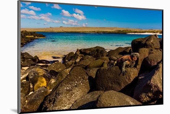 Iguanas on Espanola Island, Galapagos Islands, UNESCO World Heritage Site, Ecuador, South America-Laura Grier-Mounted Photographic Print