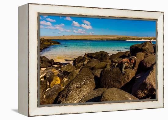 Iguanas on Espanola Island, Galapagos Islands, UNESCO World Heritage Site, Ecuador, South America-Laura Grier-Framed Premier Image Canvas