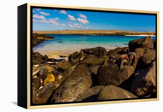 Iguanas on Espanola Island, Galapagos Islands, UNESCO World Heritage Site, Ecuador, South America-Laura Grier-Framed Premier Image Canvas