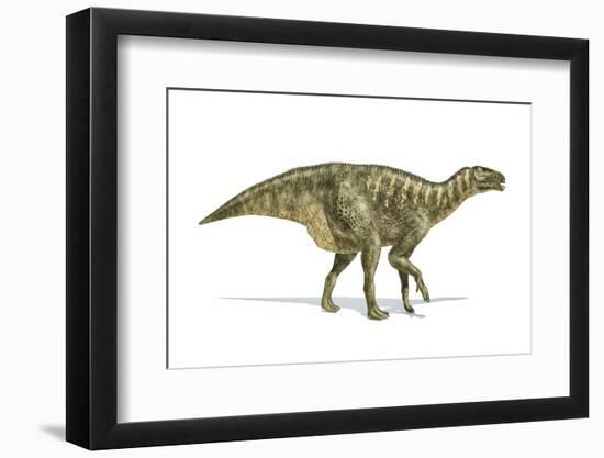 Iguanodon Dinosaur, Artwork-null-Framed Photographic Print