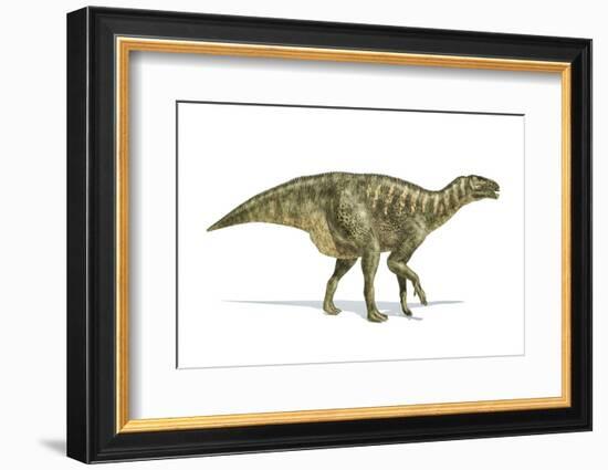 Iguanodon Dinosaur, Artwork-null-Framed Photographic Print